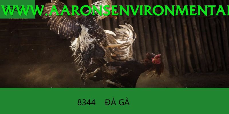 Đá Gà Trực Tiếp - Trải nghiệm tuyệt vời