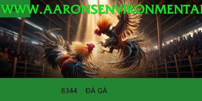 Đá Gà Trực Tiếp - Ưu đãi đặc biệt